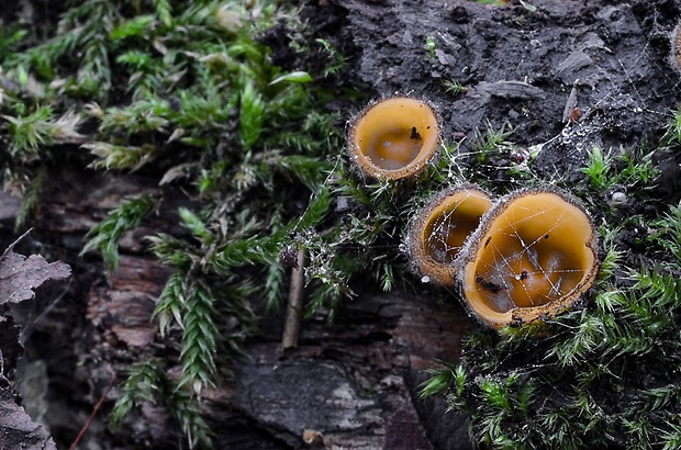 humária Humaria aurantia (Clem.) Häffner, Benkert & Krisai