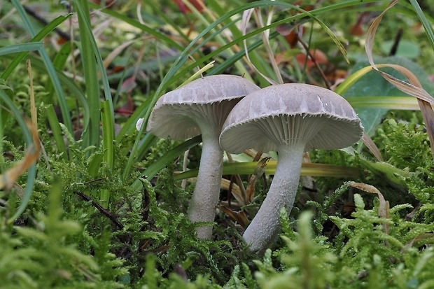 šťavnačka voňavá Hygrophorus agathosmus (Fr.) Fr.