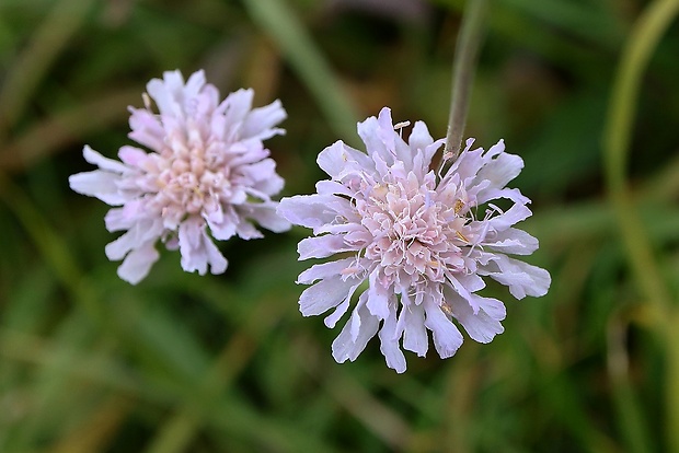 chrastavec roľný Knautia arvensis (L.) Coult.