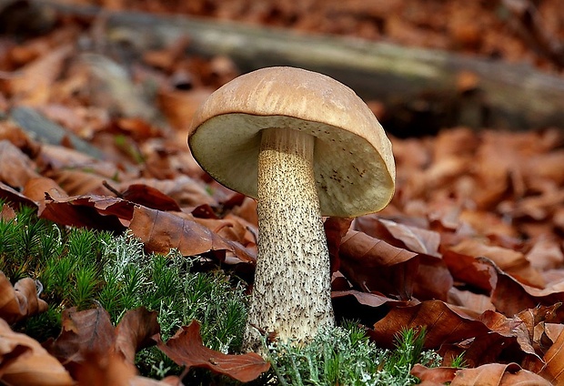 kozák brezový Leccinum scabrum (Bull.) Gray