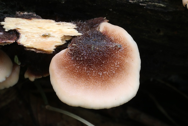 húževnatček medvedí Lentinellus ursinus (Fr.) Kühner