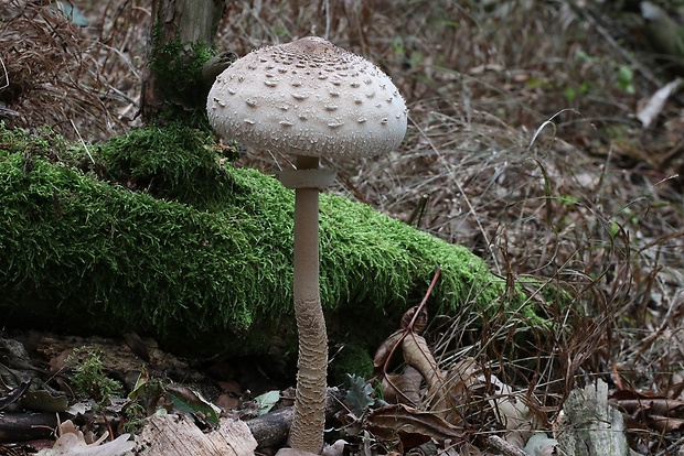 bedľa vysoká Macrolepiota procera (Scop.) Singer