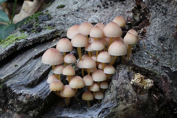 prilbička žltohlúbiková Mycena renati Quél.