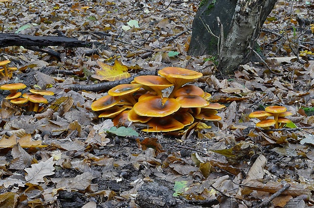 kališník hnedooranžový Omphalotus olearius (DC.) Singer