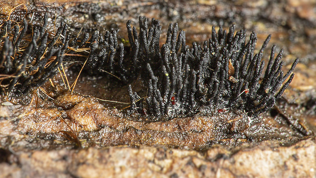 eutypelka Peroneutypa scoparia (Schwein.) Carmarán & A.I. Romero