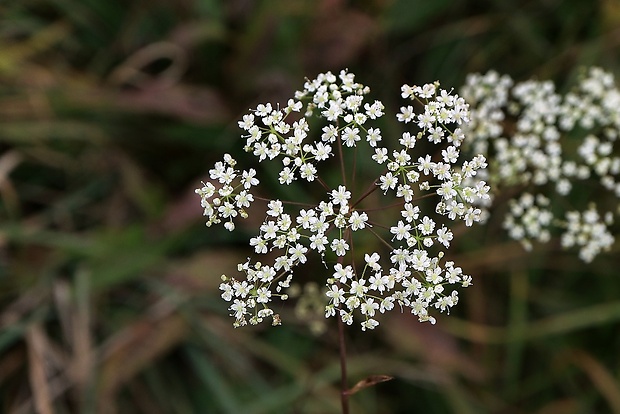 bedrovník lomikameňový Pimpinella saxifraga L.