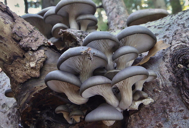 hliva ustricovitá Pleurotus ostreatus (Jacq.) P. Kumm.