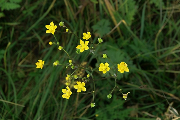 iskerník Ranunculus sp.