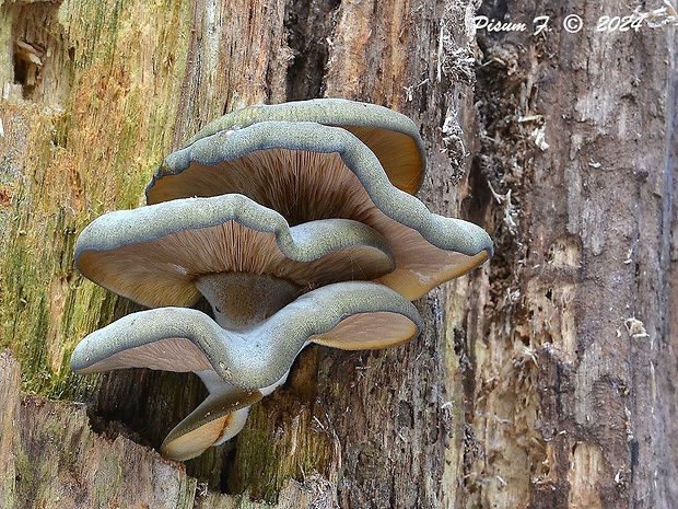 pňovka neskorá Sarcomyxa serotina (Pers.) P. Karst.