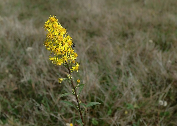 zlatobyľ obyčajná Solidago virgaurea L.