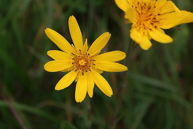 kozobrada lúčna Tragopogon pratensis L.