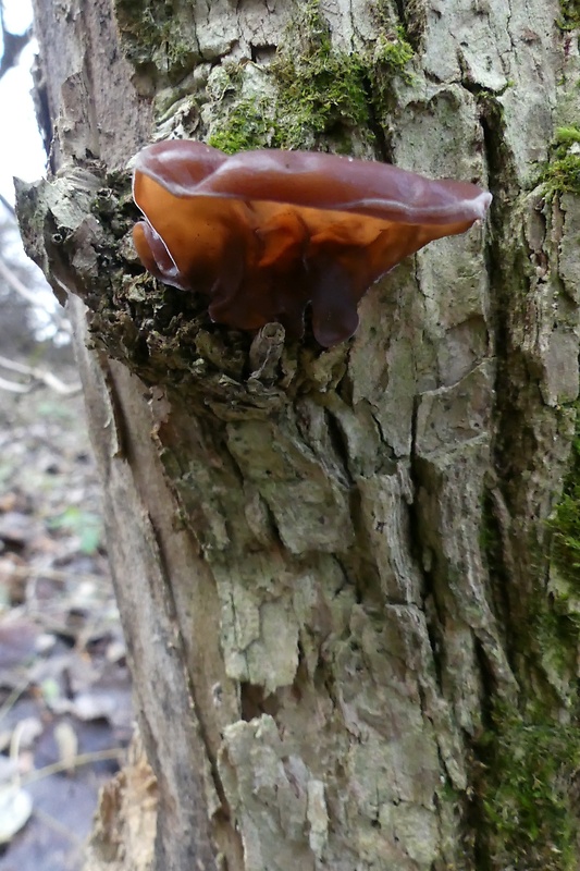 uchovec bazový Auricularia auricula-judae (Bull.) Quél.