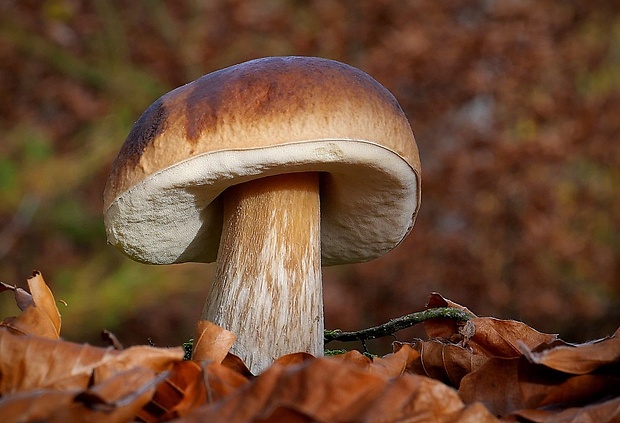 hríb smrekový Boletus edulis Bull.