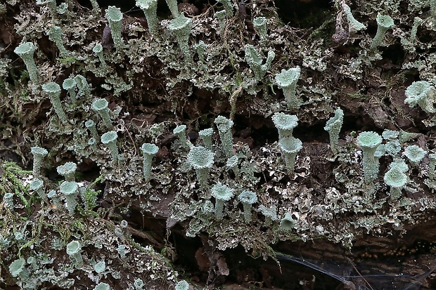 dutohlávka riasnatá Cladonia fimbriata (L.) Fr.