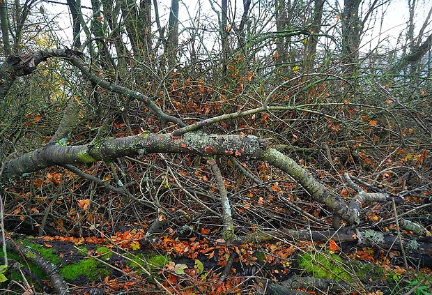 kráterokrčka čerešňová - biotop Craterocolla cerasi (Schumach.) Sacc.