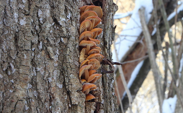 plamienka Flammulina sp.