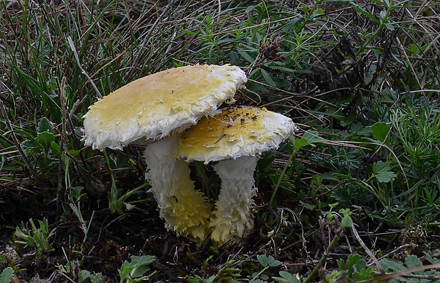 vločkovka žltozelená Floccularia luteovirens (Alb. & Schwein.) Pouzar