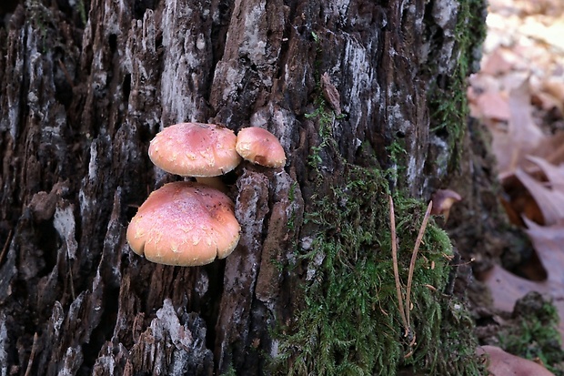 strapcovka tehlovočervená Hypholoma lateritium (Schaeff.) P. Kumm.