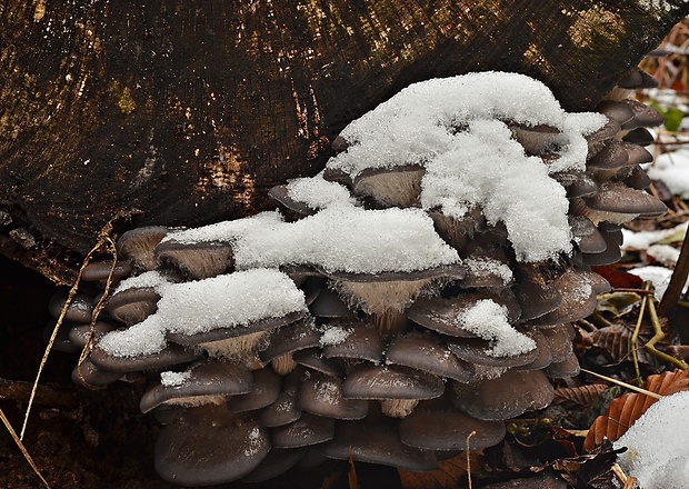 hliva ustricovitá modrastá Pleurotus columbinus Quél.