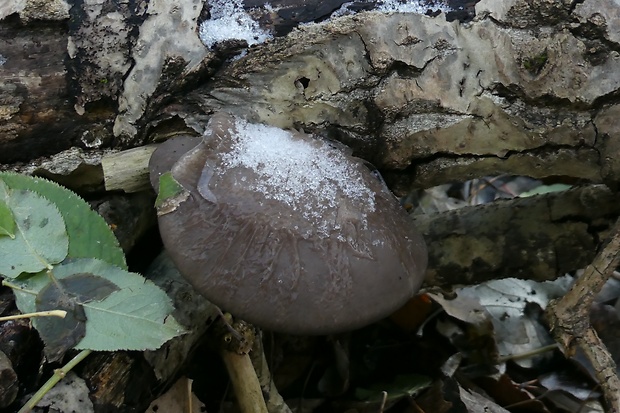 hliva ustricovitá Pleurotus ostreatus (Jacq.) P. Kumm.