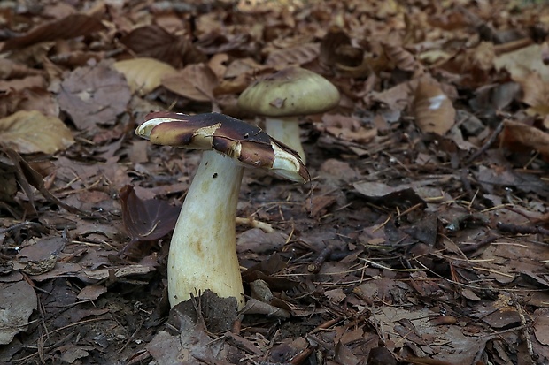 plávka Russula sp.