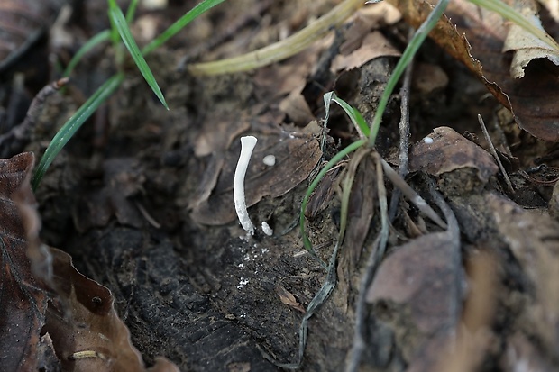 drevnatec Xylaria sp.