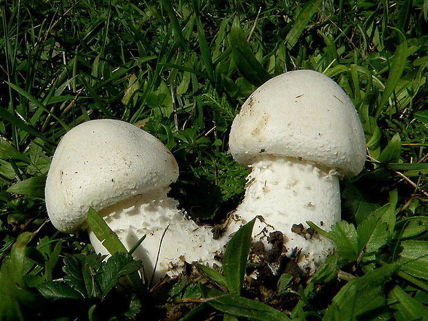 pečiarka Deylova Agaricus depauperatus (F.H. Møller) Pilát