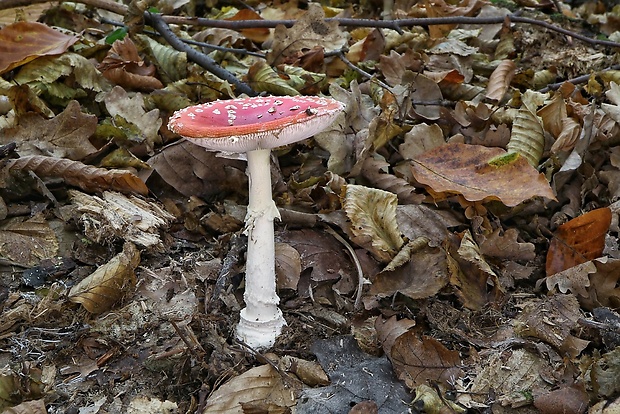 muchotrávka červená Amanita muscaria (L.) Lam.