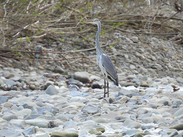 volavka popolavá Ardea cinerea