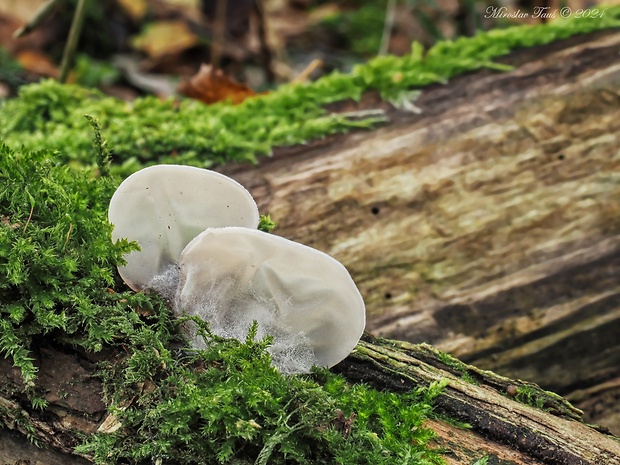 uchovec bazový biely Auricularia auricula-judae var. lactea Quél