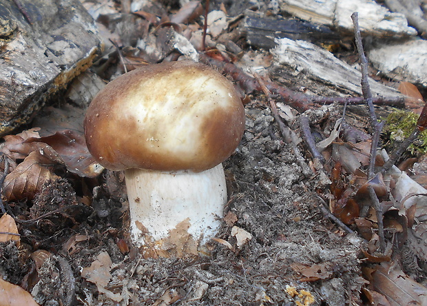 hríb smrekový Boletus edulis Bull.