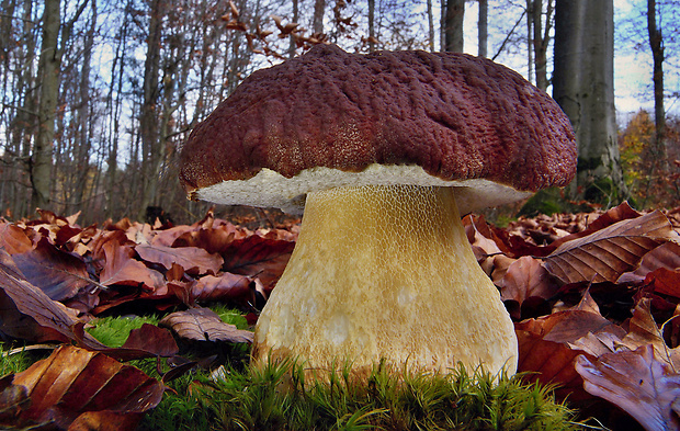 hríb sosnový Boletus pinophilus Pil. et Dermek in Pil.