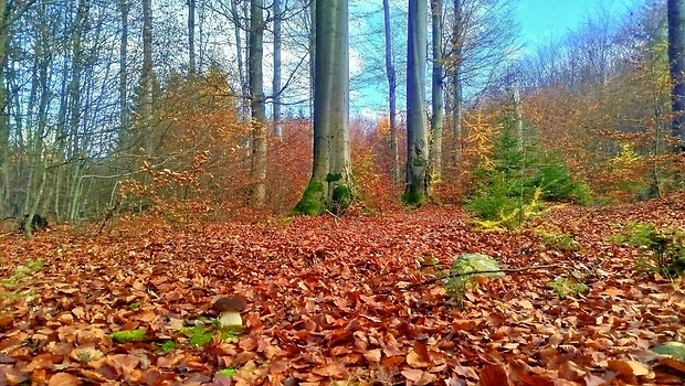 hríb sosnový biotop Boletus pinophilus Pil. et Dermek in Pil.