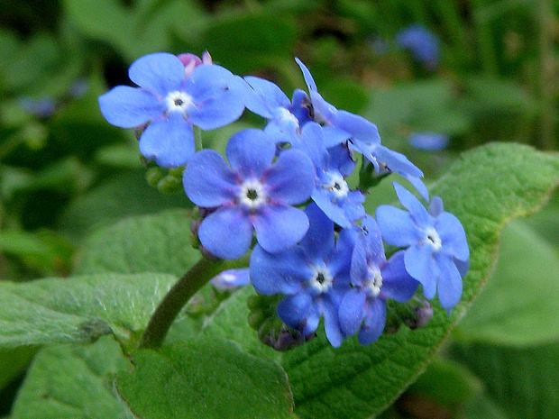 brunera veľkolistá Brunnera macrophylla (Adams) I. M. Johnst.