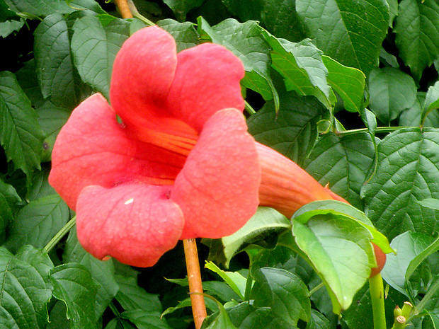 trúbkovec koreňujúci Campsis radicans (L.) Seem.