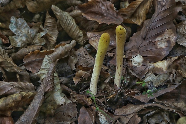 kyjak obrovský Clavariadelphus pistillaris (Fr.) Donk