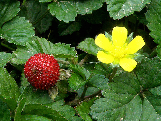 pajahoda indická Duchesnea indica (Andrews) Focke