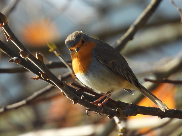 slávik červienka Erithacus rubecula