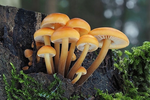 plamienka Flammulina sp.