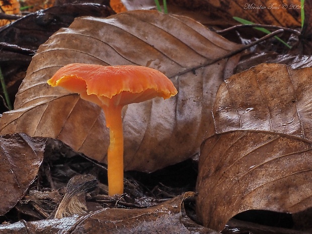 lúčnica krvavá Hygrocybe miniata (Fr.) P. Kumm.