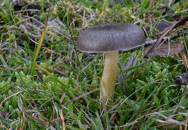 šťavnačka mrazová Hygrophorus hypothejus (Fr.) Fr.