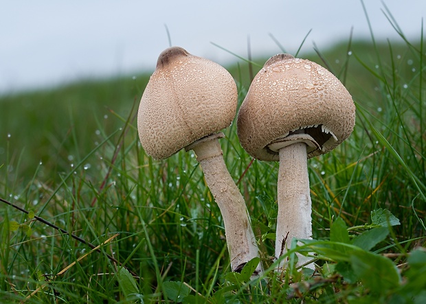 bedľa štíhla Macrolepiota mastoidea (Fr.) Singer