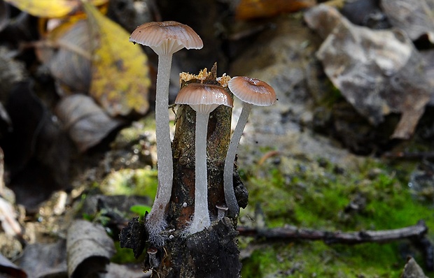 prilbička Mycena belliae (Johnst.) P.D. Orton