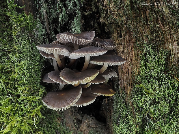 prilbička naklonená Mycena inclinata (Fr.) Quél.