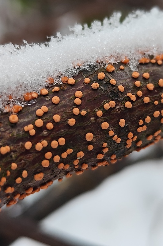 hlivka červená Nectria cinnabarina (Tode) Fr.