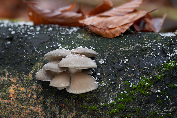 hliva ustricovitá Pleurotus ostreatus (Jacq.) P. Kumm.