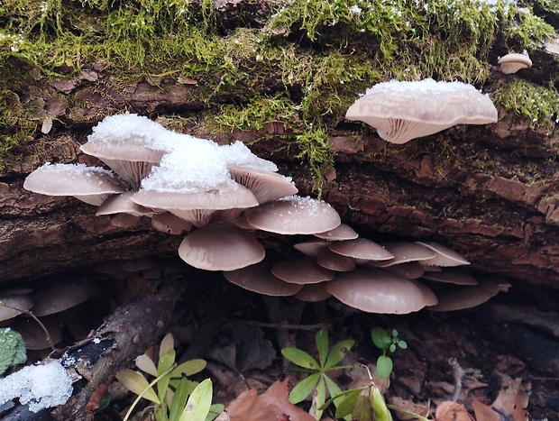 hliva ustricovitá Pleurotus ostreatus (Jacq.) P. Kumm.