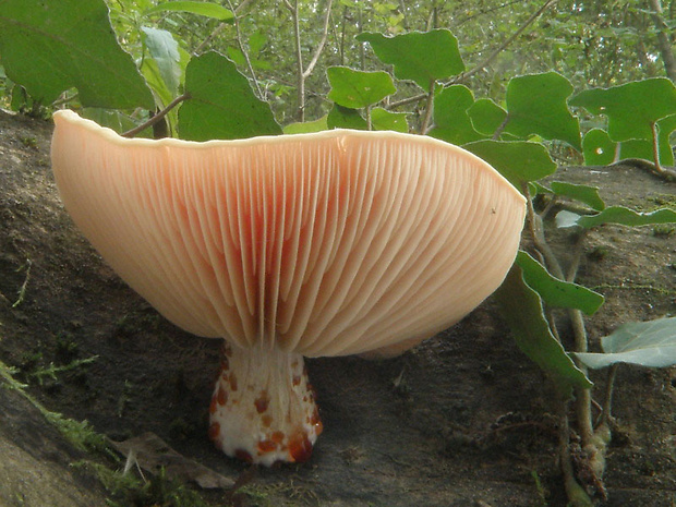 červenáčik obyčajný Rhodotus palmatus (Bull.) Maire