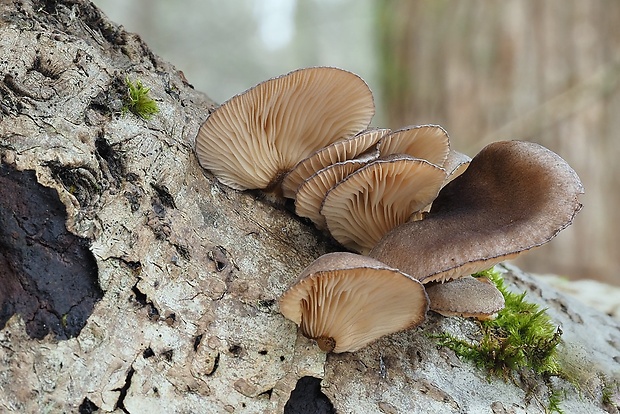 pňovka neskorá Sarcomyxa serotina (Pers.) P. Karst.