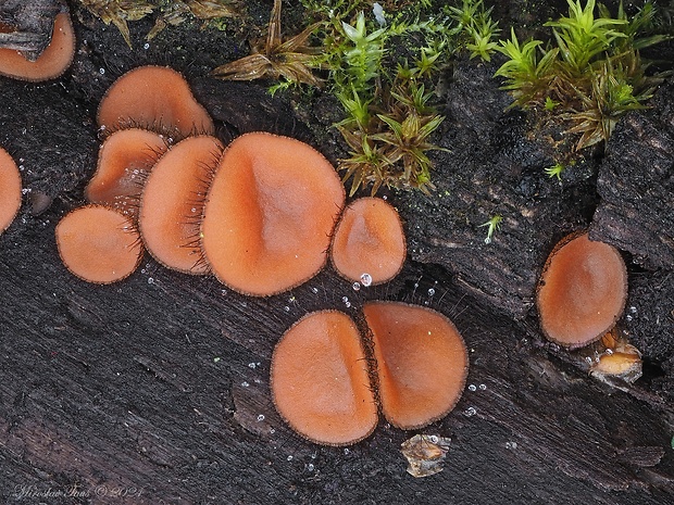 štítovnička Scutellinia sp.